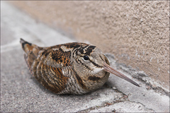 Eurasian Woodcock